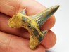 shark tooth Cretodus crassidens - Cenomanian (Texas)
