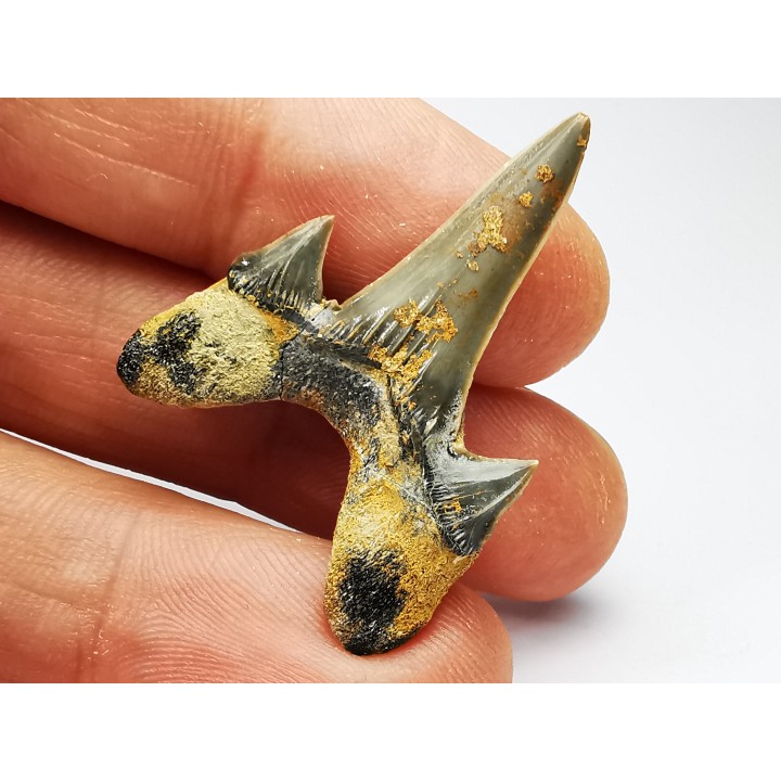 dent de requin Cretodus crassidens - Cénomanien (Texas)