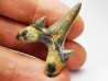 shark tooth Cretodus crassidens - Cenomanian (Texas)