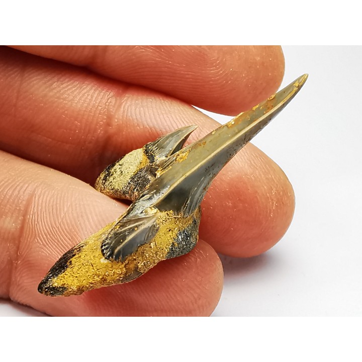 shark tooth Cretodus crassidens - Cenomanian (Texas)