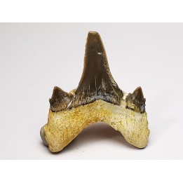 shark tooth Cretodus crassidens - Cenomanian (Texas)