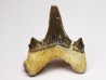 dent de requin Cretodus crassidens - Cénomanien (Texas)