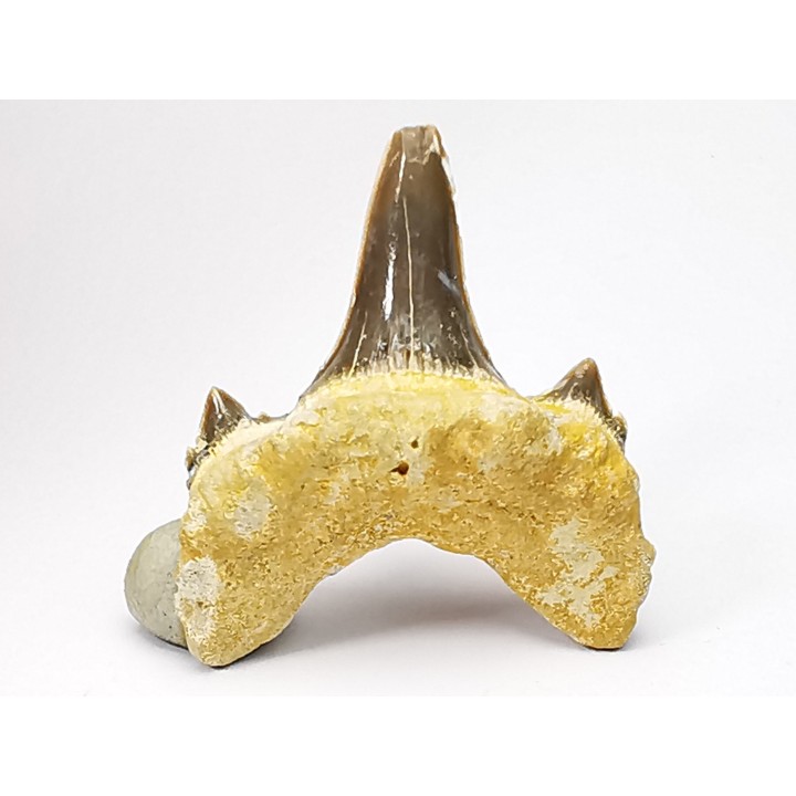 dent de requin Cretodus crassidens - Cénomanien (Texas)