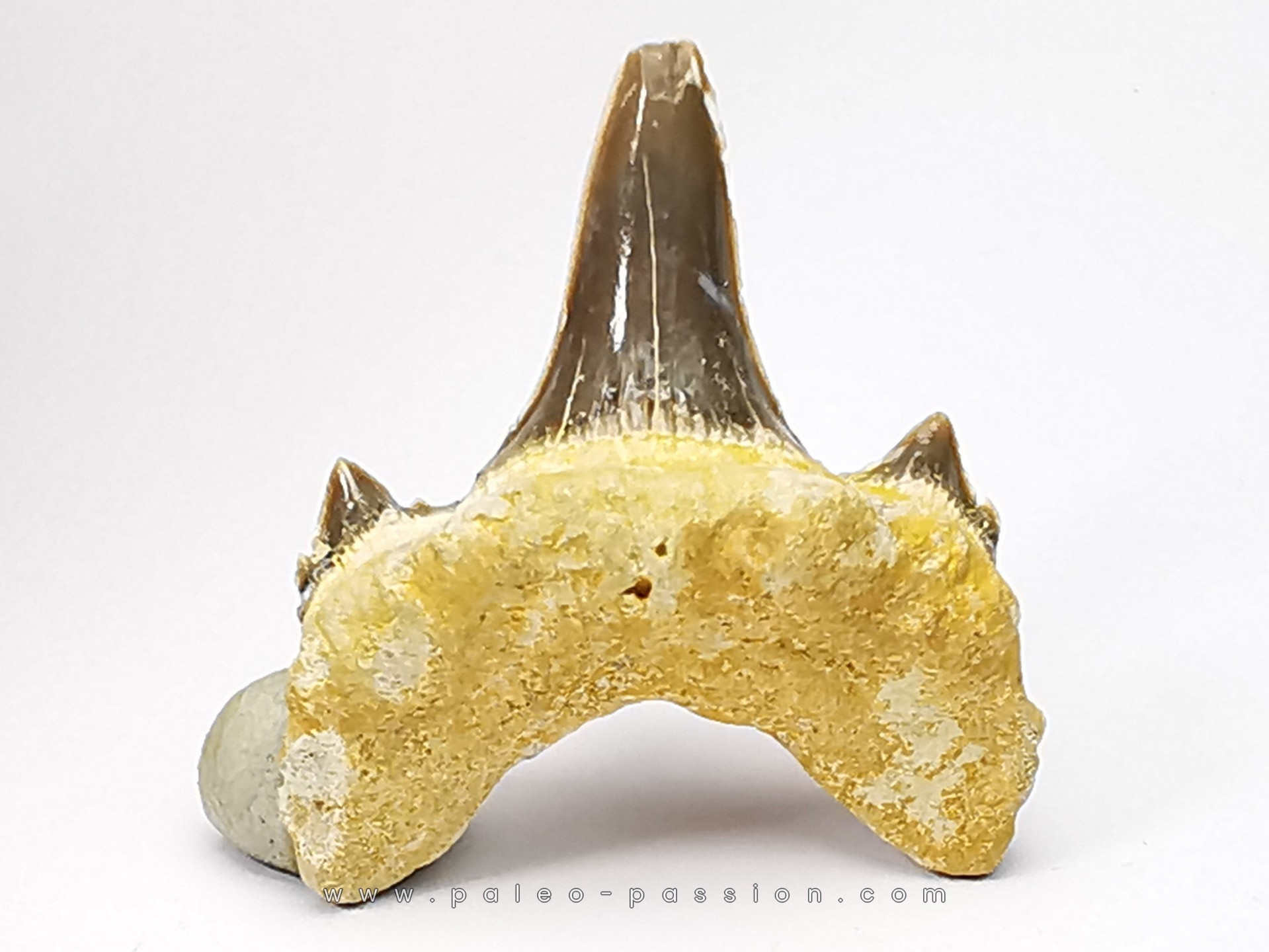 shark tooth Cretodus crassidens - Cenomanian (Texas)