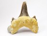shark tooth Cretodus crassidens - Cenomanian (Texas)