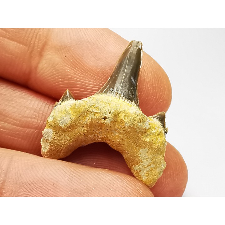 dent de requin Cretodus crassidens - Cénomanien (Texas)