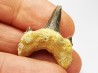 dent de requin Cretodus crassidens - Cénomanien (Texas)