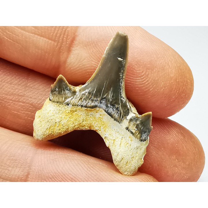 dent de requin Cretodus crassidens - Cénomanien (Texas)