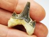 dent de requin Cretodus crassidens - Cénomanien (Texas)