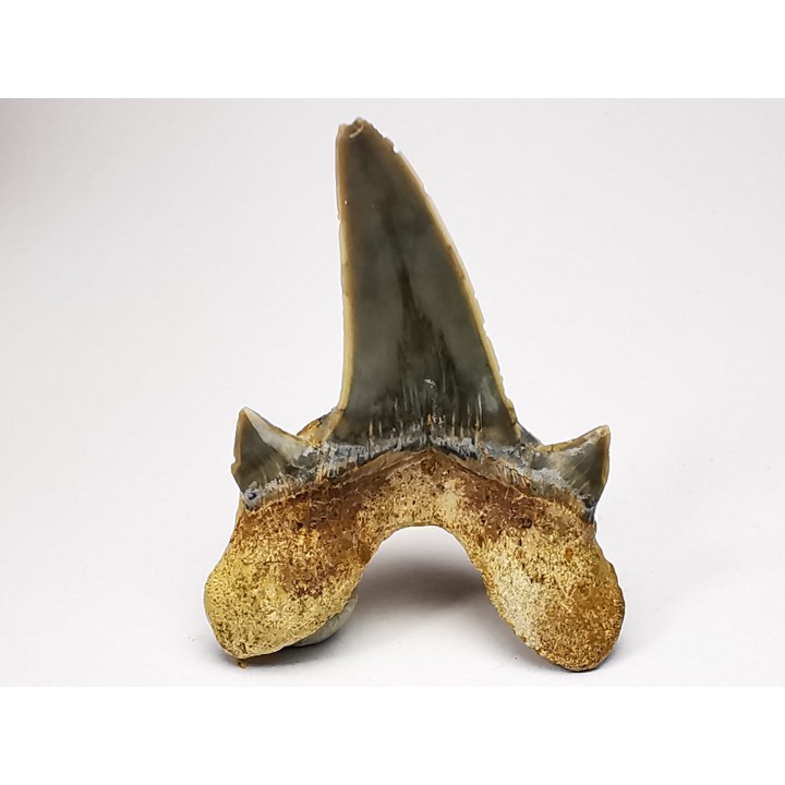 shark tooth Cretodus crassidens - Cenomanian (Texas)
