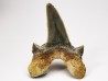 shark tooth Cretodus crassidens - Cenomanian (Texas)