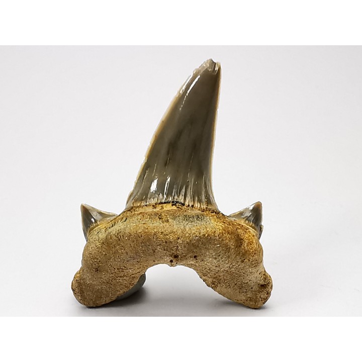 shark tooth Cretodus crassidens - Cenomanian (Texas)
