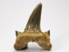 dent de requin Cretodus crassidens - Cénomanien (Texas)