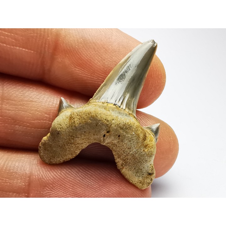 dent de requin Cretodus crassidens - Cénomanien (Texas)