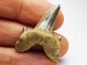 shark tooth Cretodus crassidens - Cenomanian (Texas)