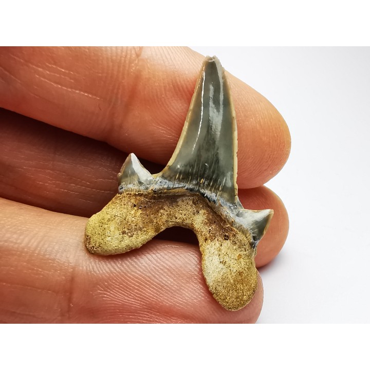 dent de requin Cretodus crassidens - Cénomanien (Texas)