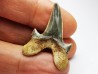 shark tooth Cretodus crassidens - Cenomanian (Texas)