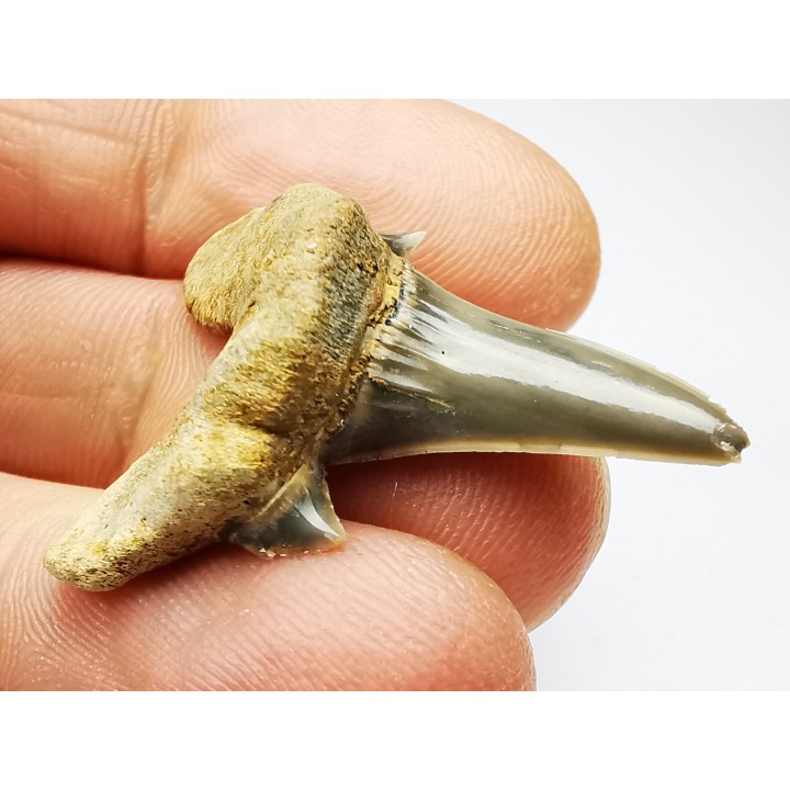 dent de requin Cretodus crassidens - Cénomanien (Texas)