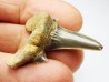 shark tooth Cretodus crassidens - Cenomanian (Texas)