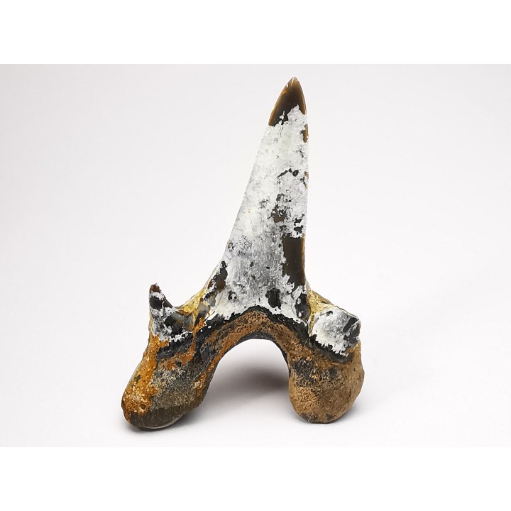 dent de requin Cretodus crassidens - Cénomanien (Texas)
