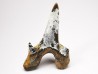 shark tooth Cretodus crassidens - Cenomanian (Texas)