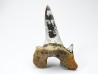 shark tooth Cretodus crassidens - Cenomanian (Texas)