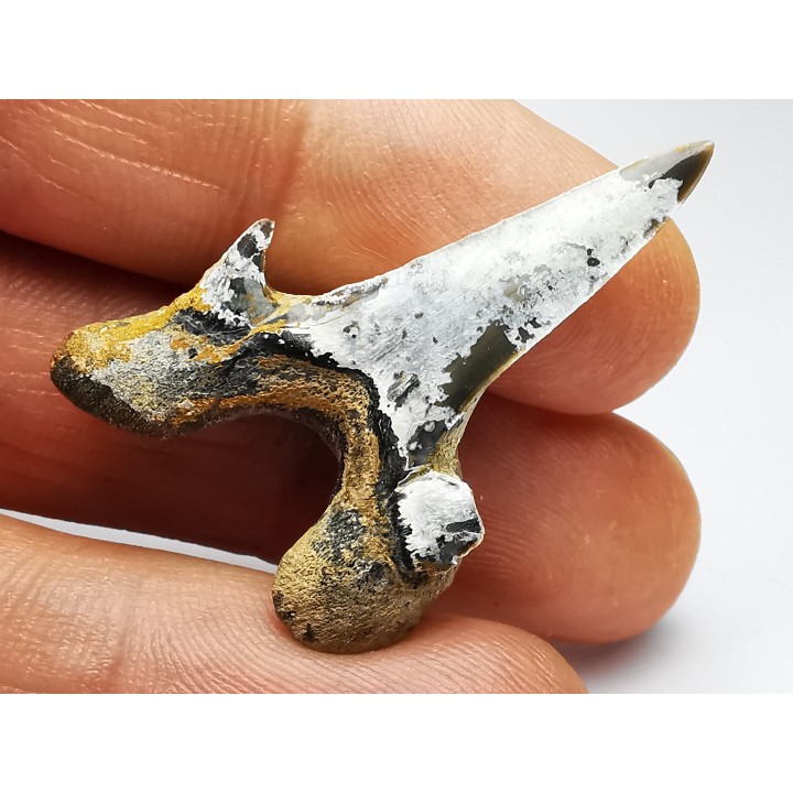 shark tooth Cretodus crassidens - Cenomanian (Texas)
