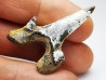 shark tooth Cretodus crassidens - Cenomanian (Texas)
