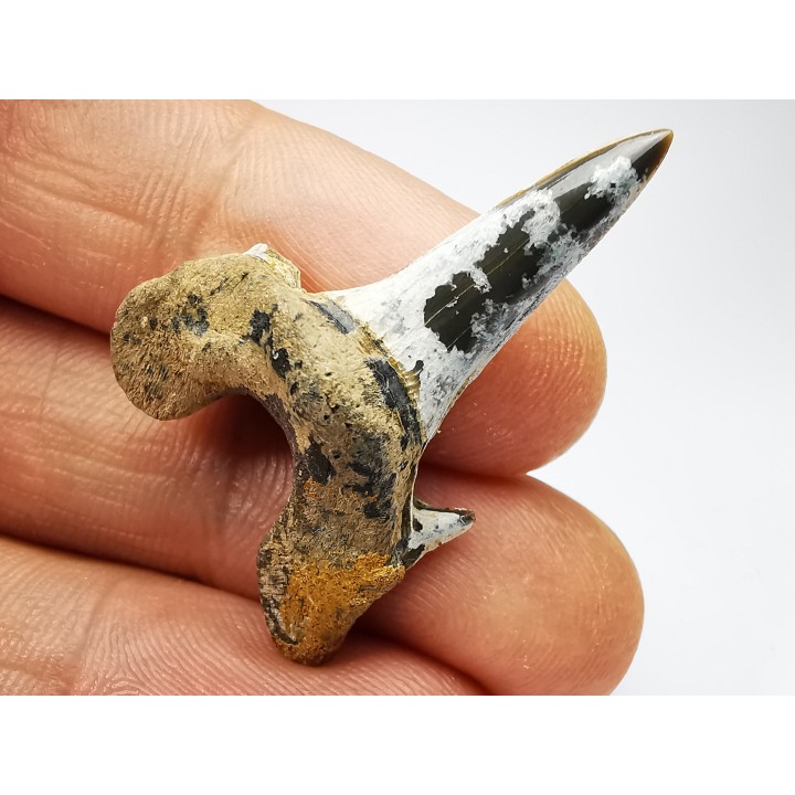 dent de requin Cretodus crassidens - Cénomanien (Texas)