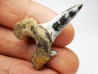 dent de requin Cretodus crassidens - Cénomanien (Texas)