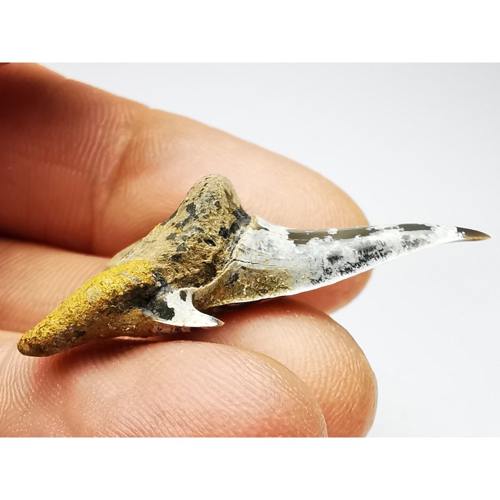 dent de requin Cretodus crassidens - Cénomanien (Texas)