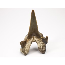 shark tooth Cretodus crassidens - Cenomanian (Texas)
