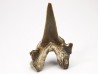 dent de requin Cretodus crassidens - Cénomanien (Texas)