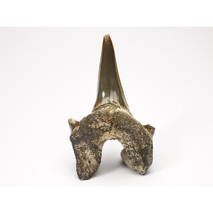 shark tooth Cretodus crassidens - Cenomanian (Texas)