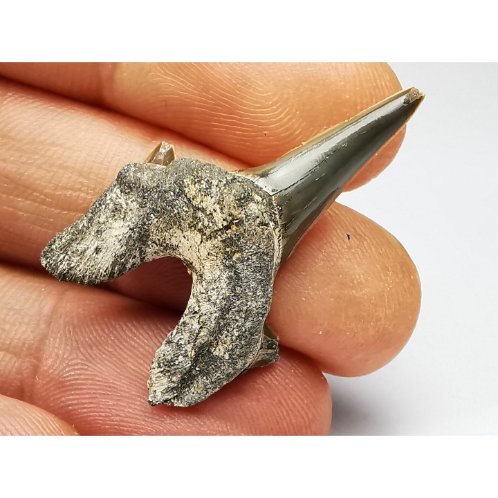 shark tooth Cretodus crassidens - Cenomanian (Texas)