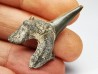 dent de requin Cretodus crassidens - Cénomanien (Texas)
