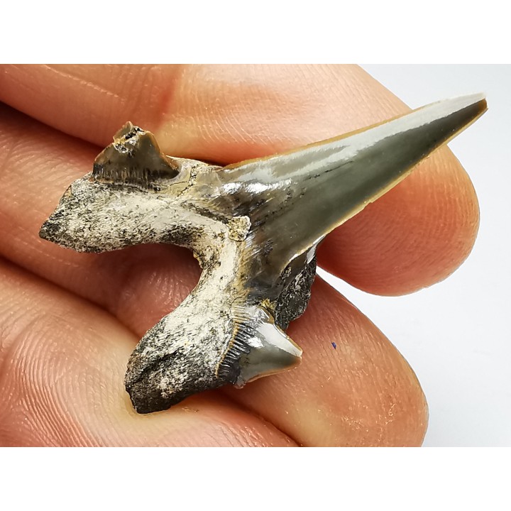 dent de requin Cretodus crassidens - Cénomanien (Texas)