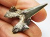 dent de requin Cretodus crassidens - Cénomanien (Texas)