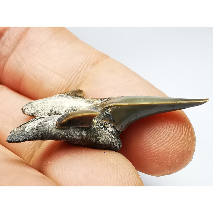 shark tooth Cretodus crassidens - Cenomanian (Texas)