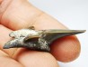 shark tooth Cretodus crassidens - Cenomanian (Texas)