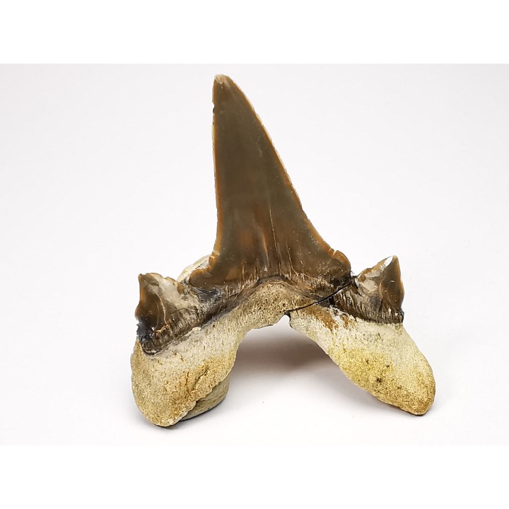 shark tooth Cretodus crassidens - Cenomanian (Texas)