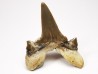 dent de requin Cretodus crassidens - Cénomanien (Texas)