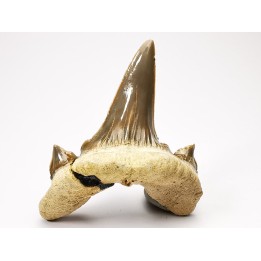 shark tooth Cretodus crassidens - Cenomanian (Texas)