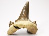 shark tooth Cretodus crassidens - Cenomanian (Texas)