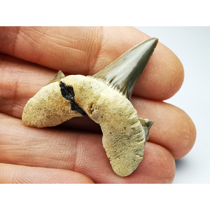 shark tooth Cretodus crassidens - Cenomanian (Texas)