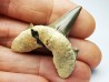 dent de requin Cretodus crassidens - Cénomanien (Texas)