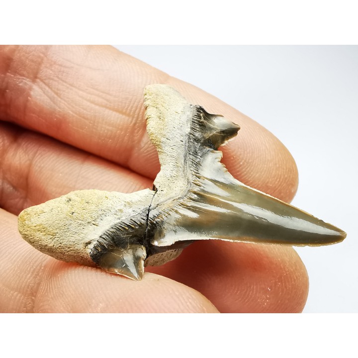 shark tooth Cretodus crassidens - Cenomanian (Texas)