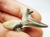 shark tooth Cretodus crassidens - Cenomanian (Texas)