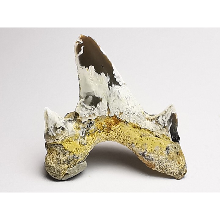 dent de requin Cretodus crassidens - Cénomanien (Texas)