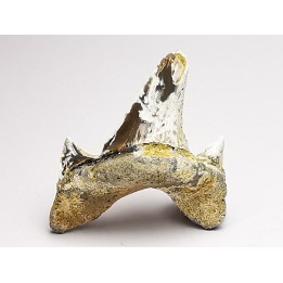 dent de requin Cretodus crassidens - Cénomanien (Texas)